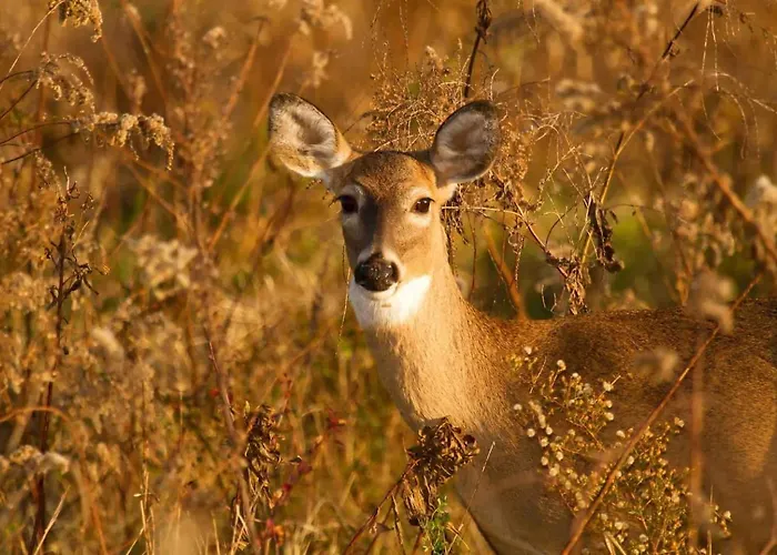 Charming On Park With Swimming Pool Restaurant And Bowling - Nationaal Park De Hoge Veluwe - Cozy Getaway *